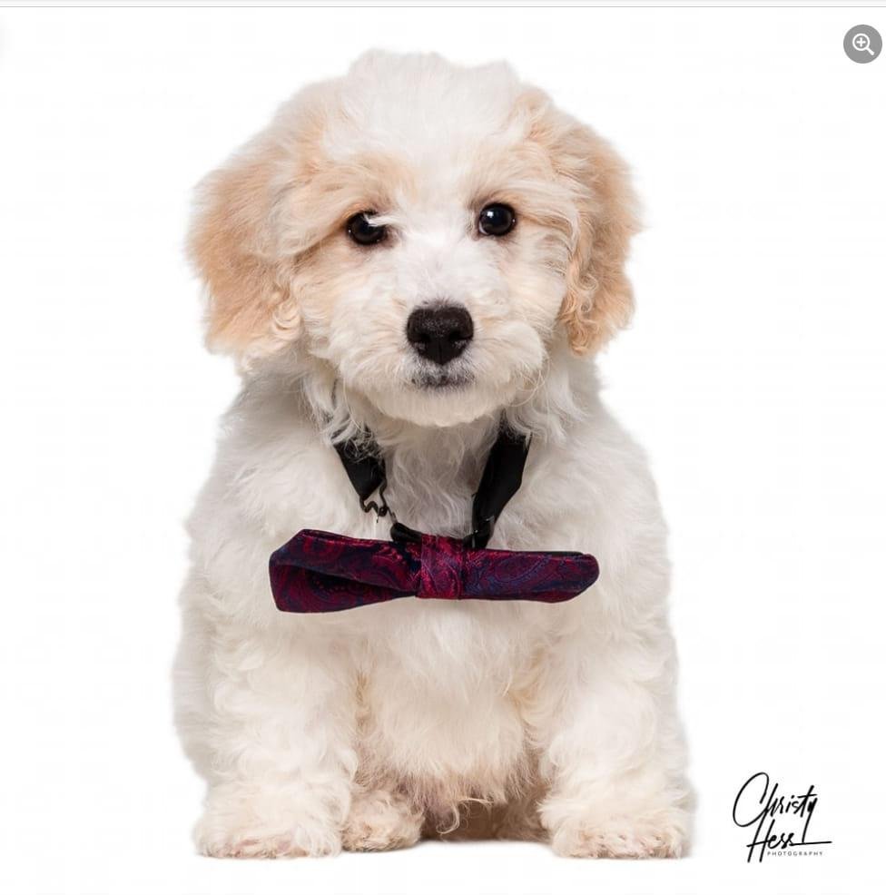 I just can't stop sharing pictures of my precious boy, Hastings! He is at 3 months old in this photo. He is now five months old! Except for his playful biting, he is my pride and joy. He loves to go with me wherever I go an