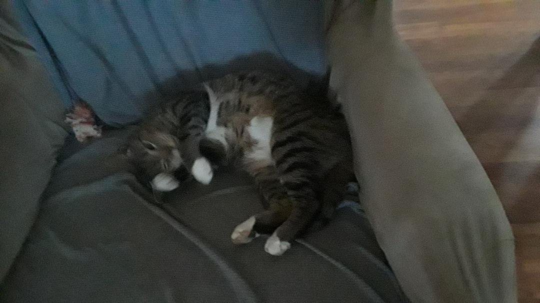 If anyone in Augusta sees this sweet boy please call 540 335 3415.  His name is Ringo.  He has a white flea collar on.  He managed to escape from our home last night.  We have only had him here for about a month or so and a