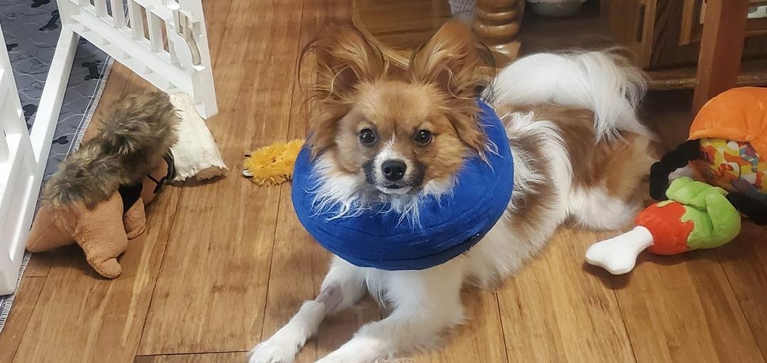 Not quite as bad as a cone of shame, but the donut of shame isn't much fun either.