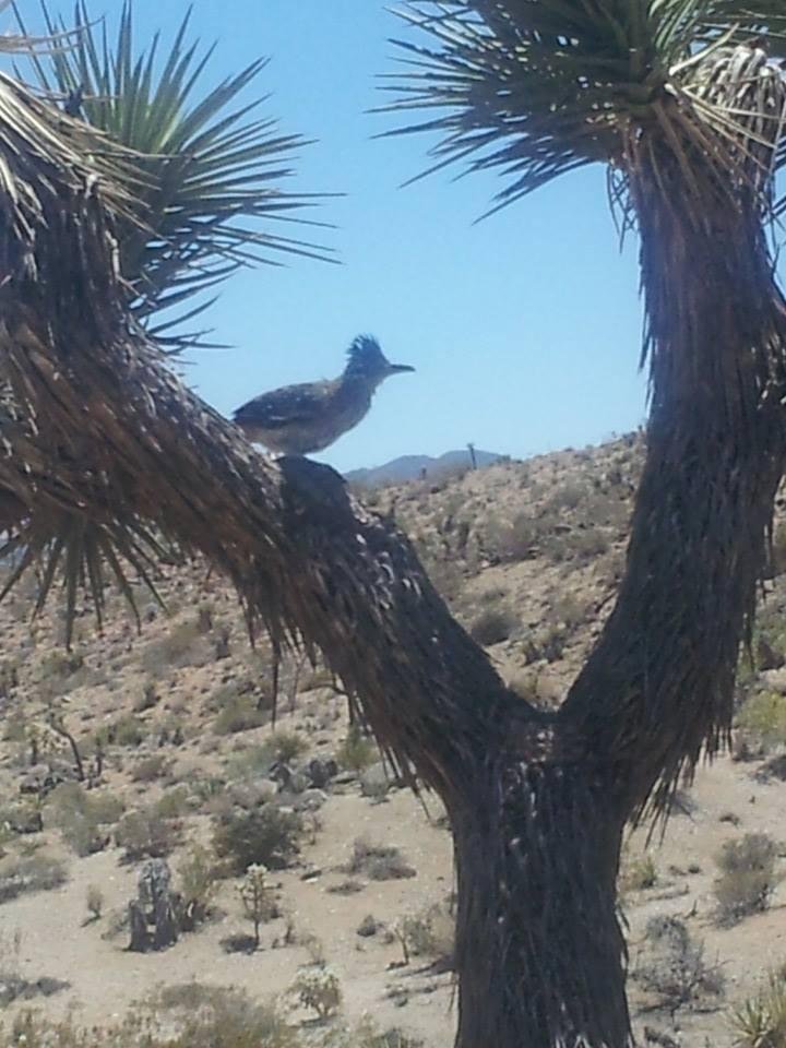 Had a visitor today hanging out in the shade of a Joshua Tree to escape the noon day sun.