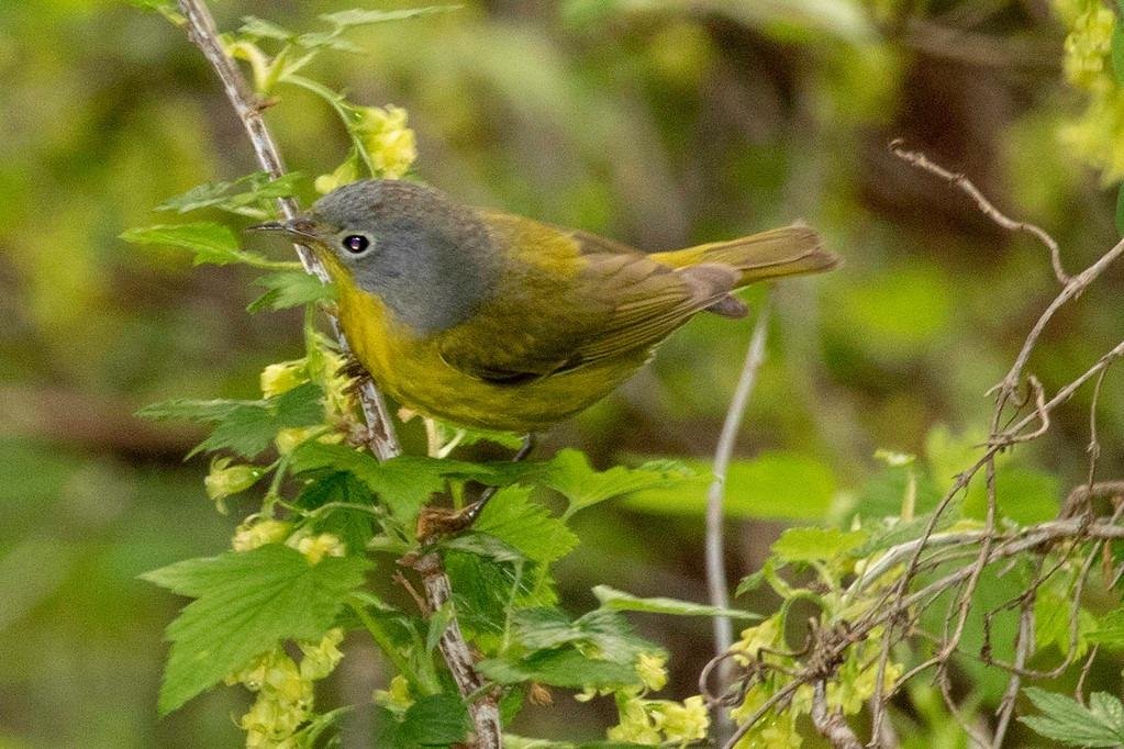 Michael McMinn's album, MaGee Marsh - Northern Ohio on Lake Erie