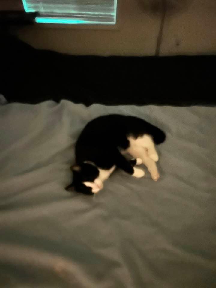 Miss kitty passed out.