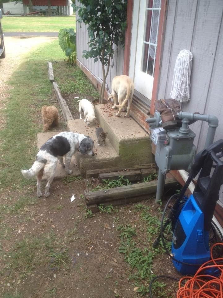 Think I got enough critters