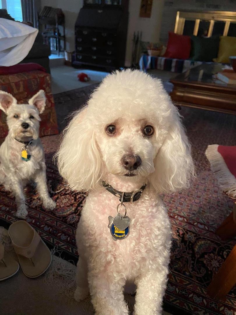 We tried to explain that the clocks were set back, so supper time must be set back. Lily and Harlow aren’t buying it.