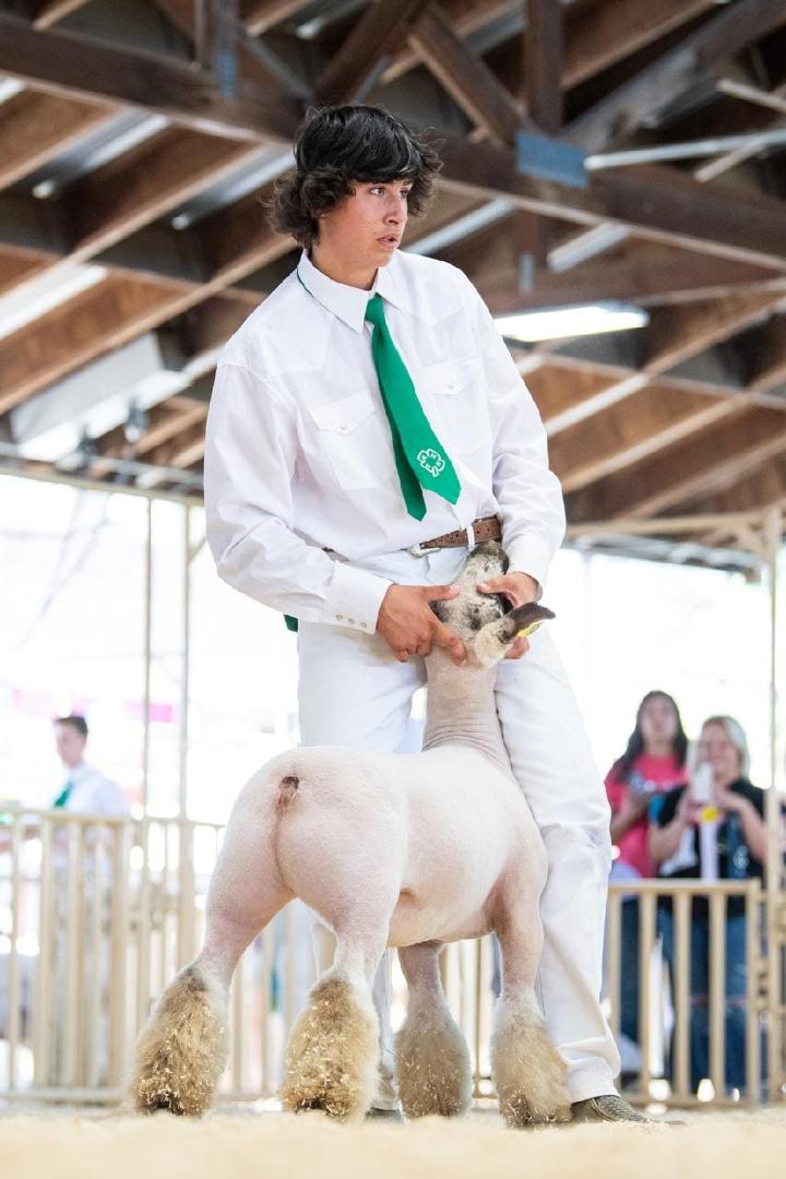 4H Champion Whiteface Cross
Palace x Huck
Exhibited by Kole Wegis, Chaparral 4H