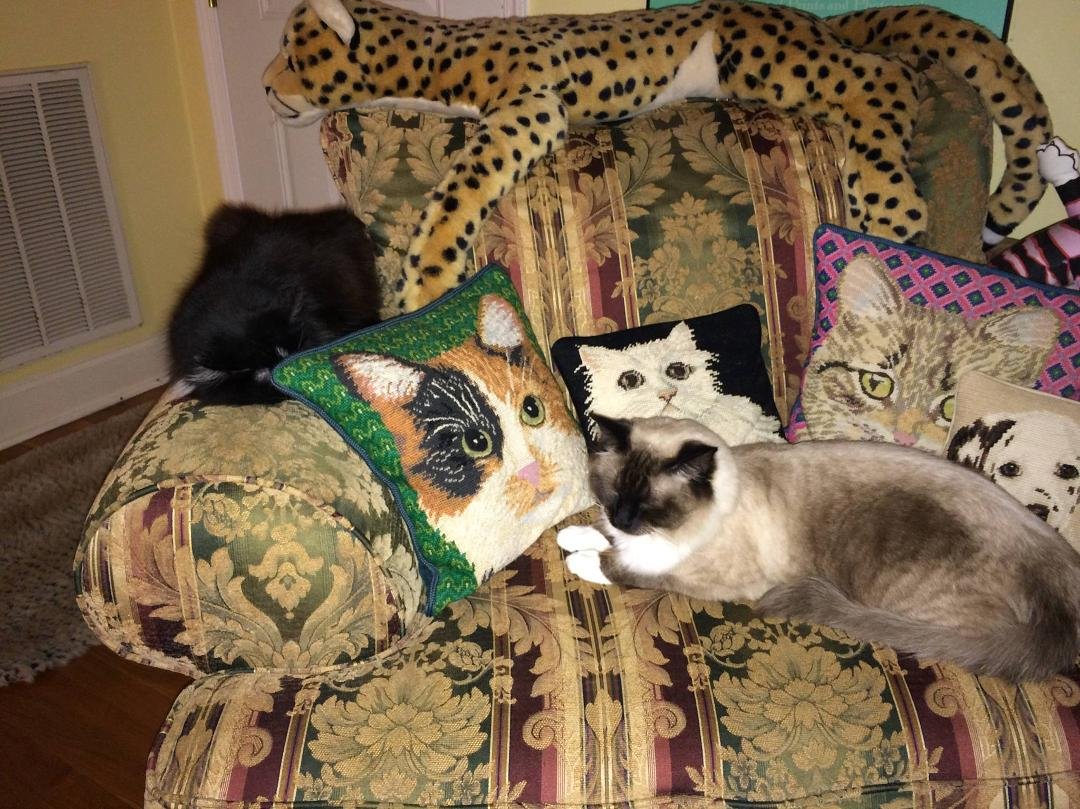 Cat Lounge