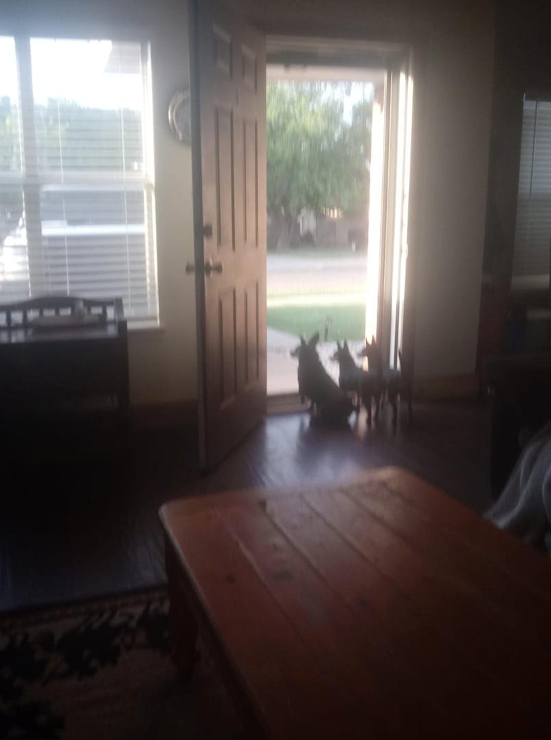 My pups