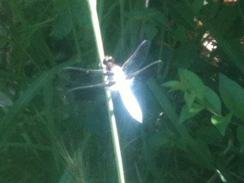 Glowing dragonfly