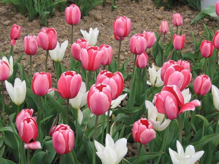 Barry Debock's album, Spring Time
