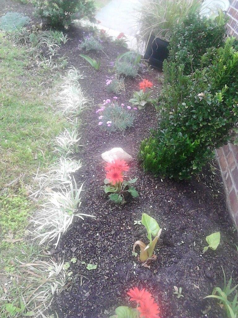 Looking forward to enjoying the flowers in the spring and having a butterfly garden :-)