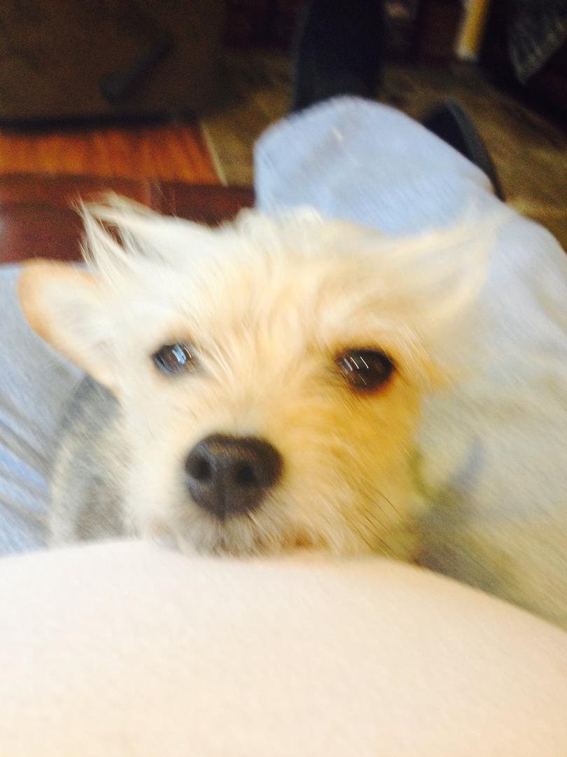 My dog Sassy on her favorite pillow--me.