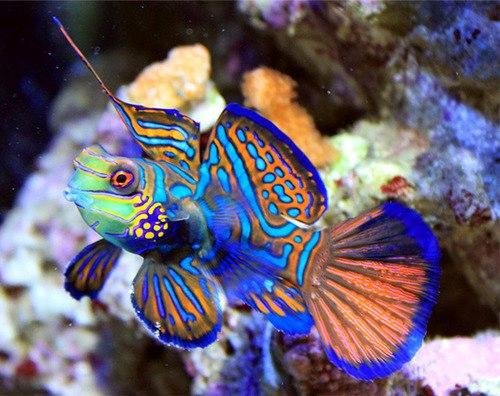 Green Mandarin Dragonet Goby