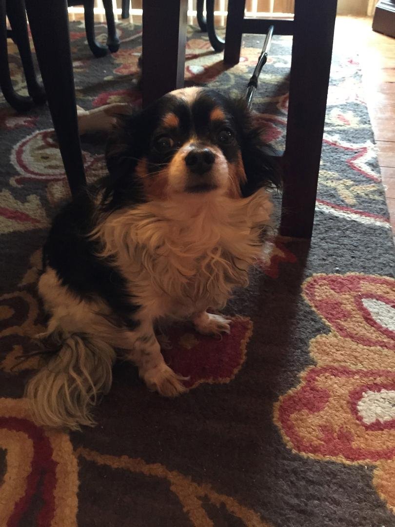 National Dog Day "Our Ben"