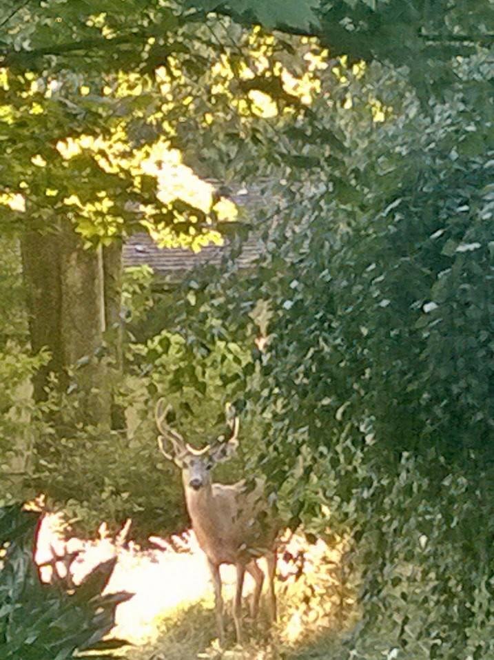 We had a dinner guest as we were having dinner on the deck this evening. Pretty daring of him!