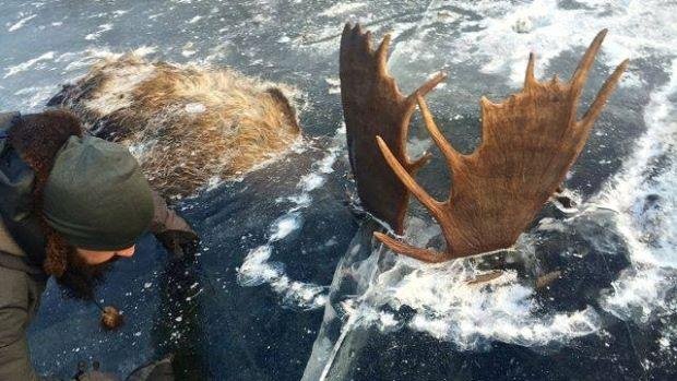 Here is the stark reality in the animal world of what a male puts on the line in his quest for a female. These two bull moose locked horns in the mating season and couldn't break apart, ending their lives frozen in the wate