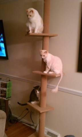My cats with their Xmas toy.... Nemo, Yoyo and Gizmo