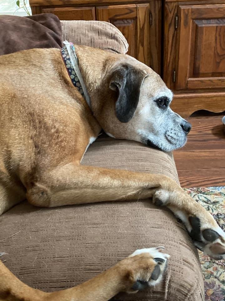 So grateful for our boxer Angel. Yesterday made 11 years since we adopted her. She fits her name as she loves everyone and everything. So gentle, so loving. Angel is about 12 years old and I hope she continues to bless our