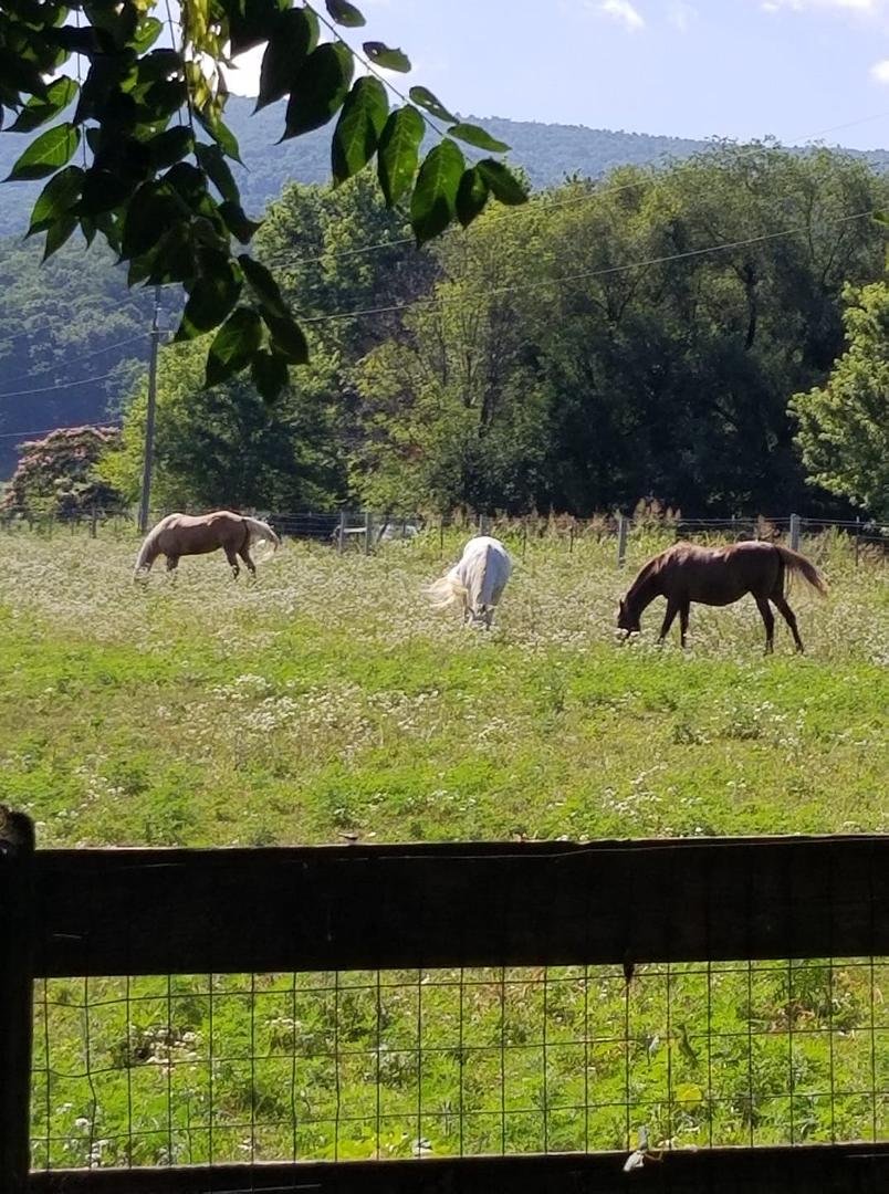 Good morning 🐎🌞