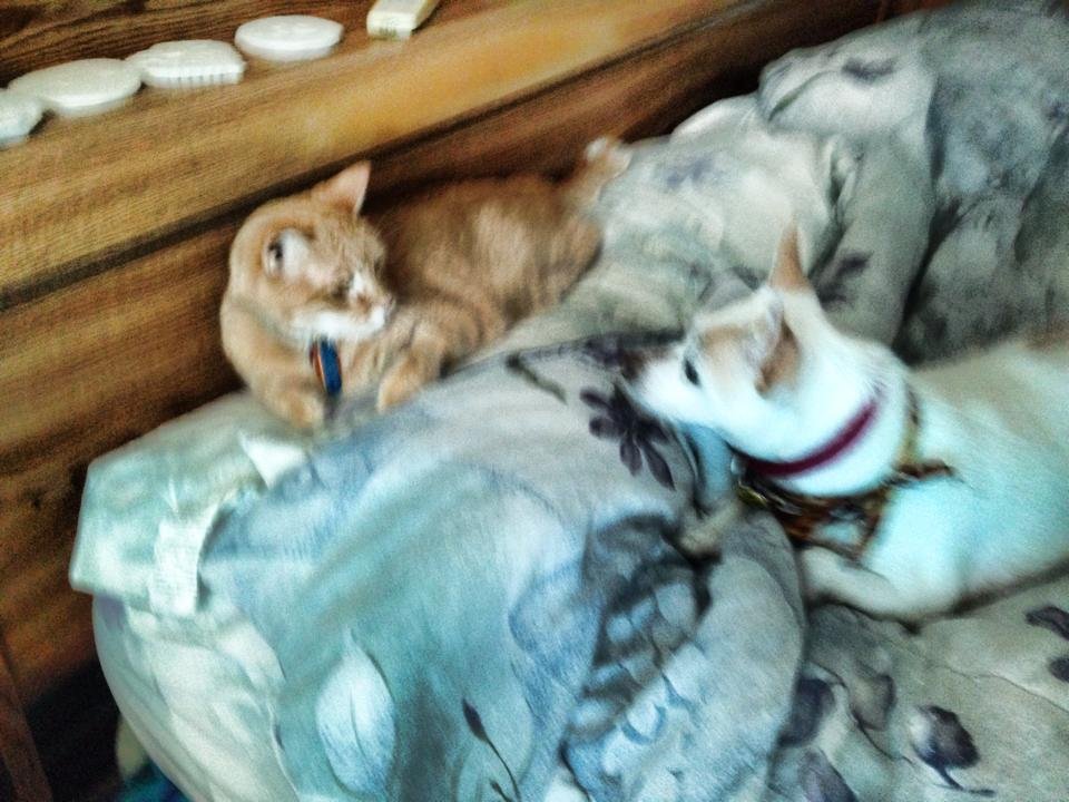 Face off: cat vs. dog.