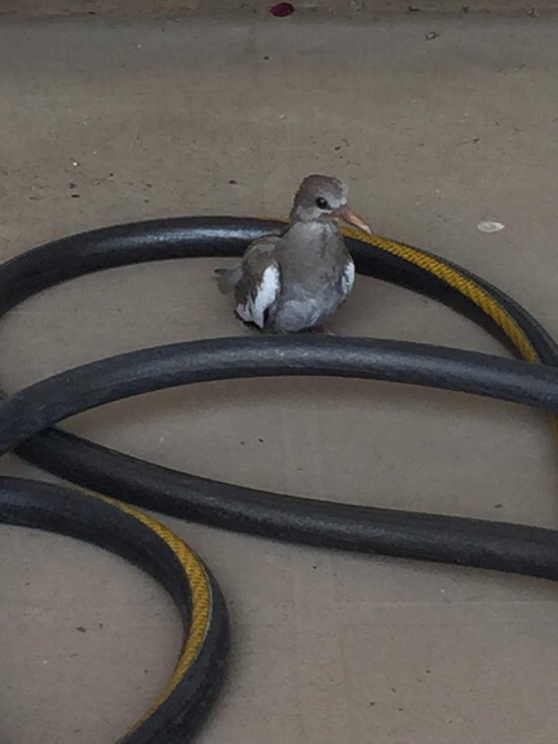 This little guy was on my back porch this morning..