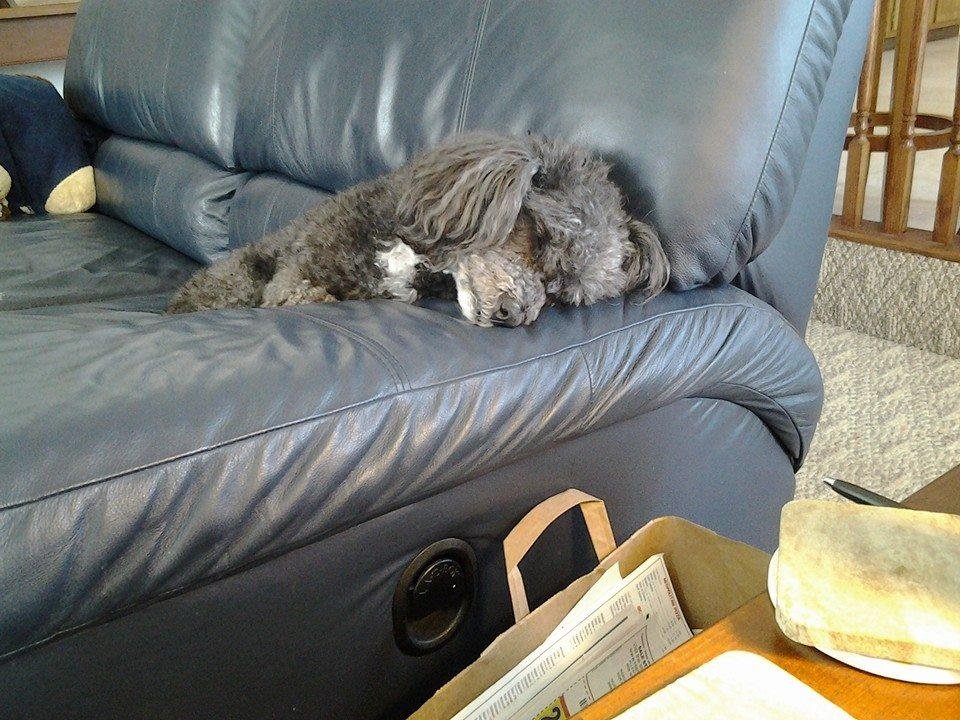 Nikki's so tired after guarding the house all night!