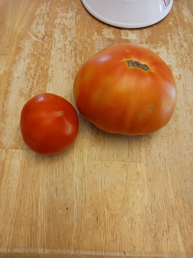 On the left is an average celebrity tomato. On the right is a big beef. Guess they named it right. It didn't quite make 2 pounds