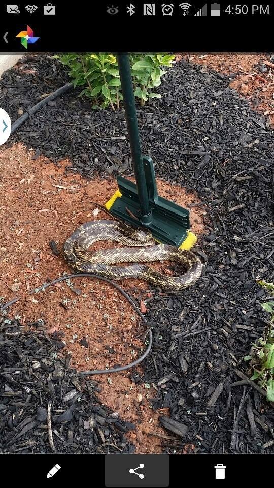 This is a bull snake right...Liela Carr I guess u didn't meet up with him huh? He was back in my water can... I looked this time