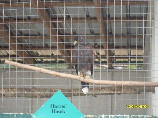 Harris Hawk