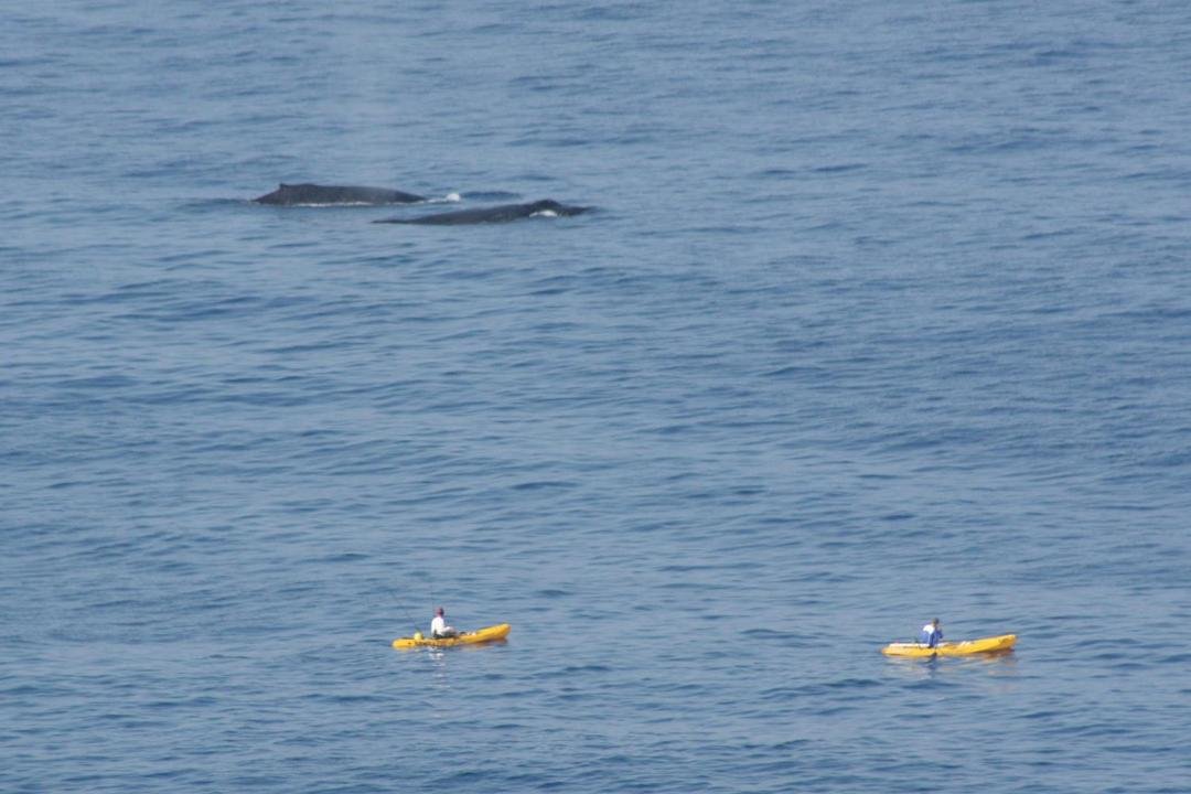 Kayak people were surprised by 2 whales passing them by at Mile Marker 7