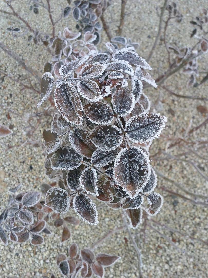 Brrrrrr, and that's what it's called here in Nevada ... Pogonip ... fweezing fog!