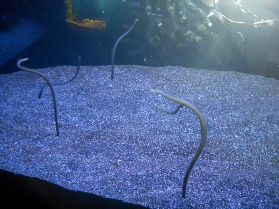 eels