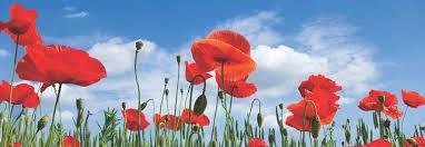 Happy Veterans Day to all who have served