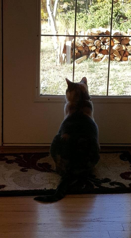Reesy kitty...