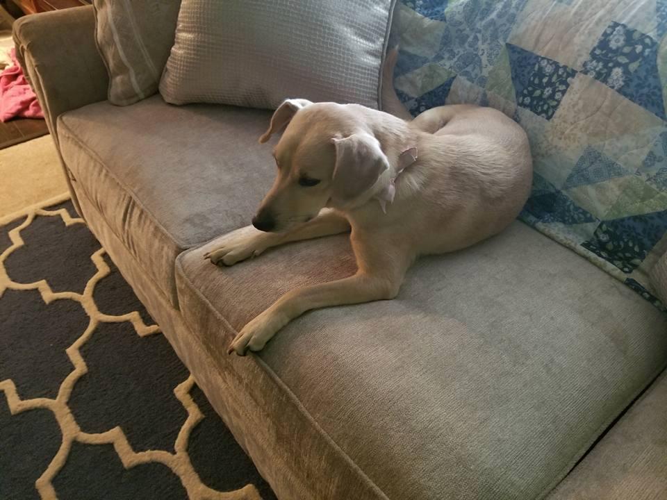 Jewel doesn't spend a lot of time on the couch, but she did have to check out our new couch.