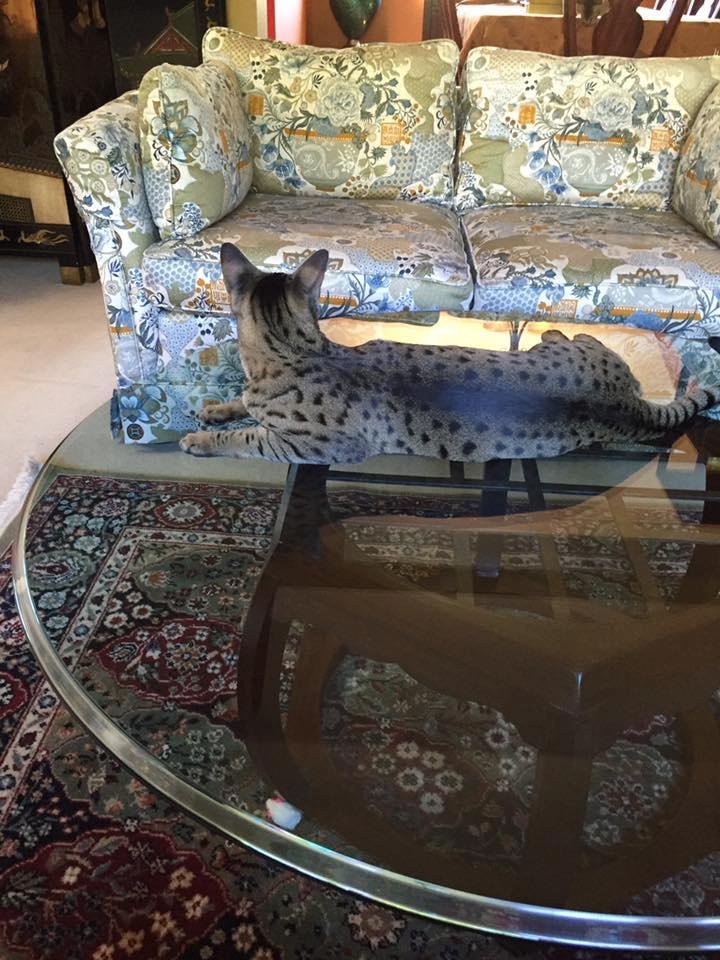 A beauitful statue named Chance