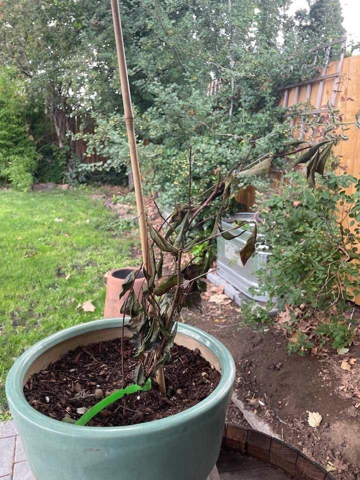 My matcha tea plant of sadness. Oh well, just keep swimming.