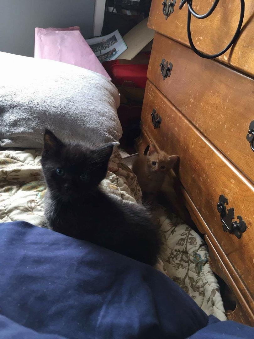 This is taco, one of 2 kittens I'm trying to find a home for.
