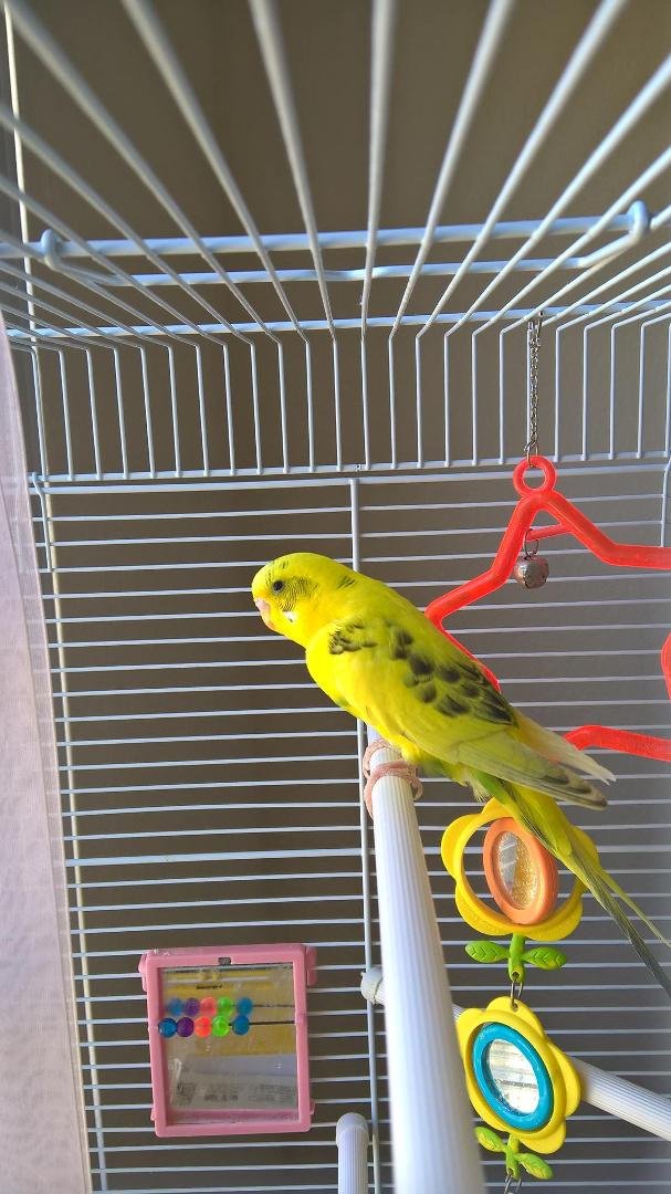 This is Baby Girl. She's the only one we have left now. Our Little One passed away yesterday. When she goes I'm getting Cockatiels. They are so much more trainable. I've had them before. Anyway, that's what's going on with