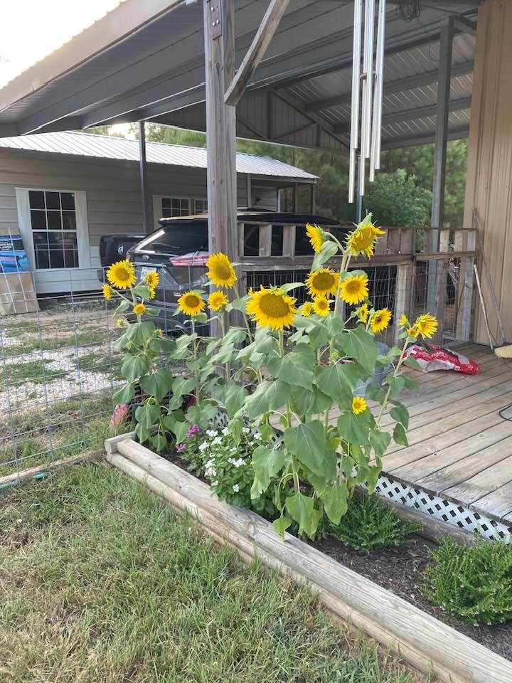 These came up on there own. Joe swept the porch of bird seed and this is what we got. So pretty!