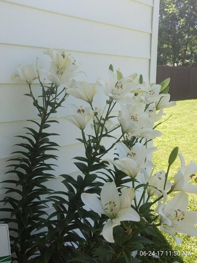 My liliys at my shop