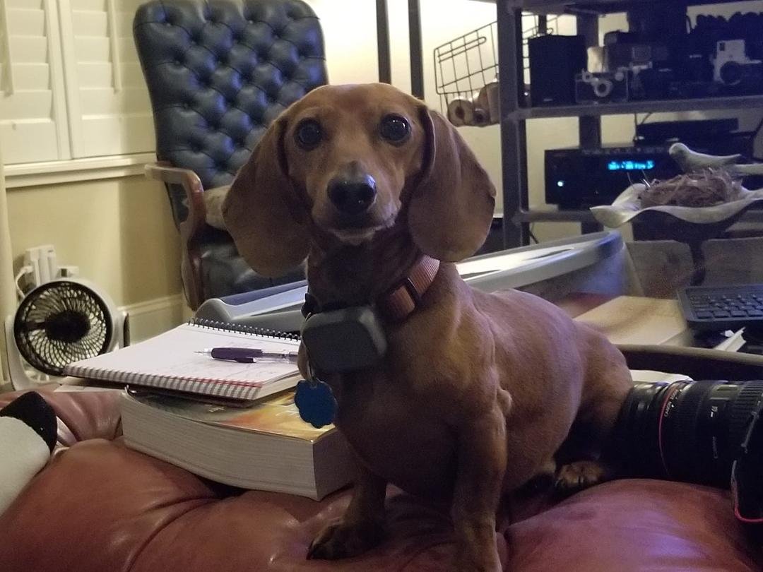 National dogs day. Tucker.