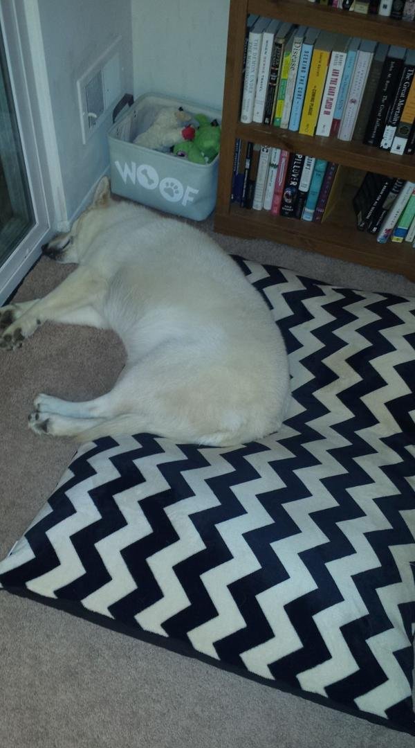 I bought this extra-large dog bed so she could fit her whole body completely on it. This is how she sleeps on it. Every. Single. Time. I could have bought the small dog bed.
