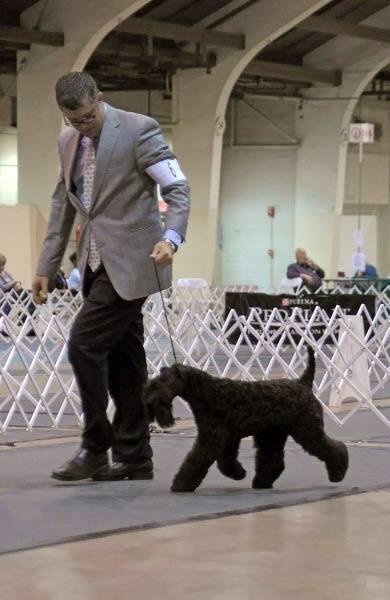 Rosie at the Mission Circuit with her handler, Luke Seidlitz