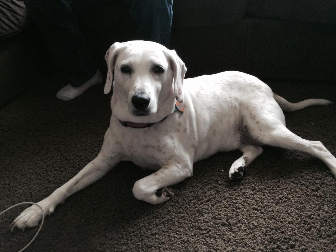 My Grand -Puppy, Puka!