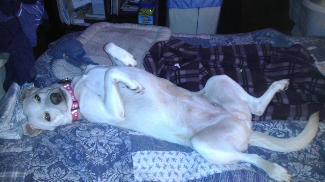 Happy puppy says rub ny belly!!