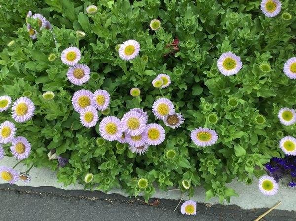 Seaside daisy (erigeron glaucus).