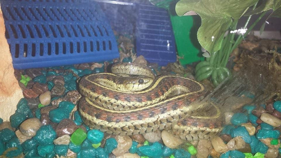 Grandpa takes the boys to pet store to get crickets for the salamander jake found last week...comes home with this. Why are 6 and 9 yr Olds such a bad enfluence on my father?