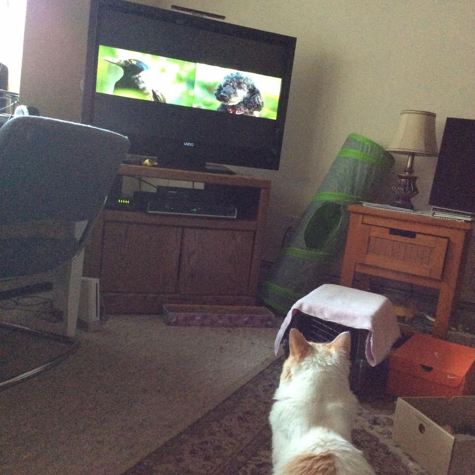 Look at my Denali kitty he is watch a program about how some birds have great brains.