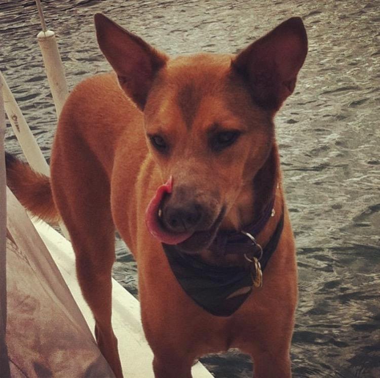 Last night our beautiful Sosua passed away. She was 4 years old.