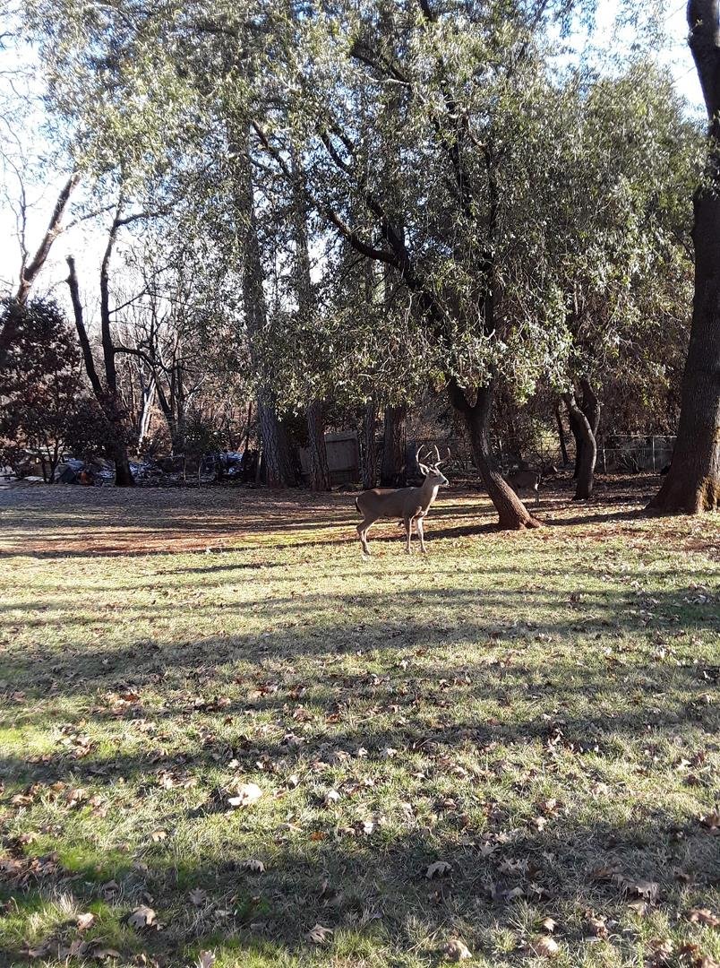 Had some visitors today.Happy New Year.
